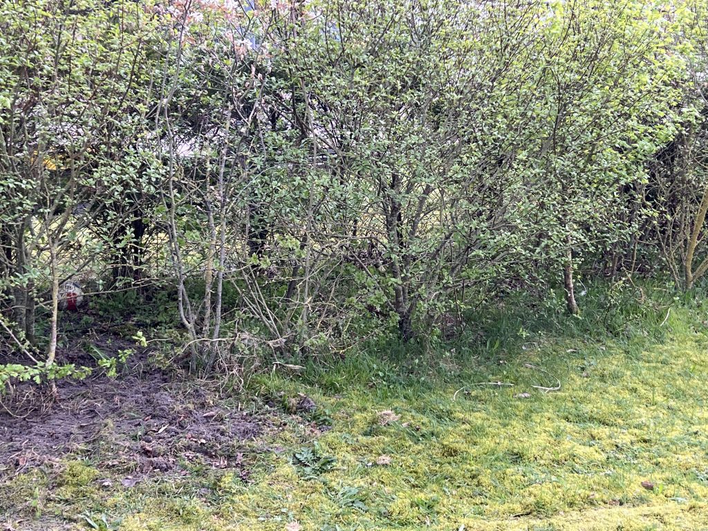 Afbeelding met buitenshuis, gras, plant, Plantengemeenschap
Door AI gegenereerde inhoud is mogelijk onjuist.